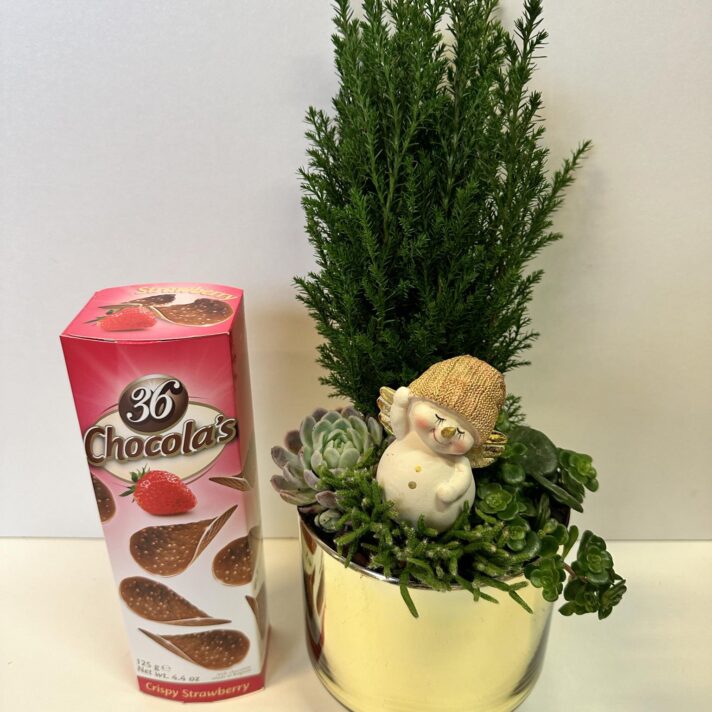 Gullsamanplanting v/Sjokoladakips