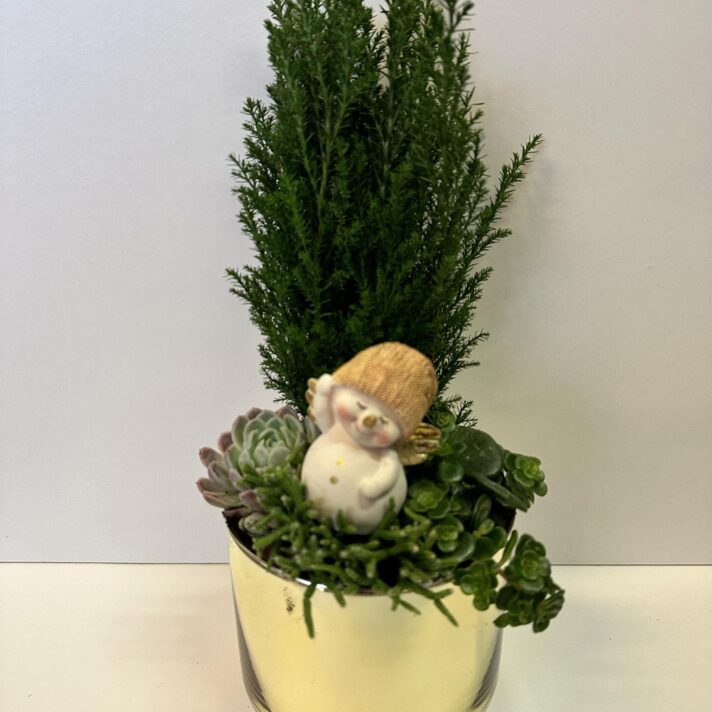 Gull Samanplanting v/kavamanni