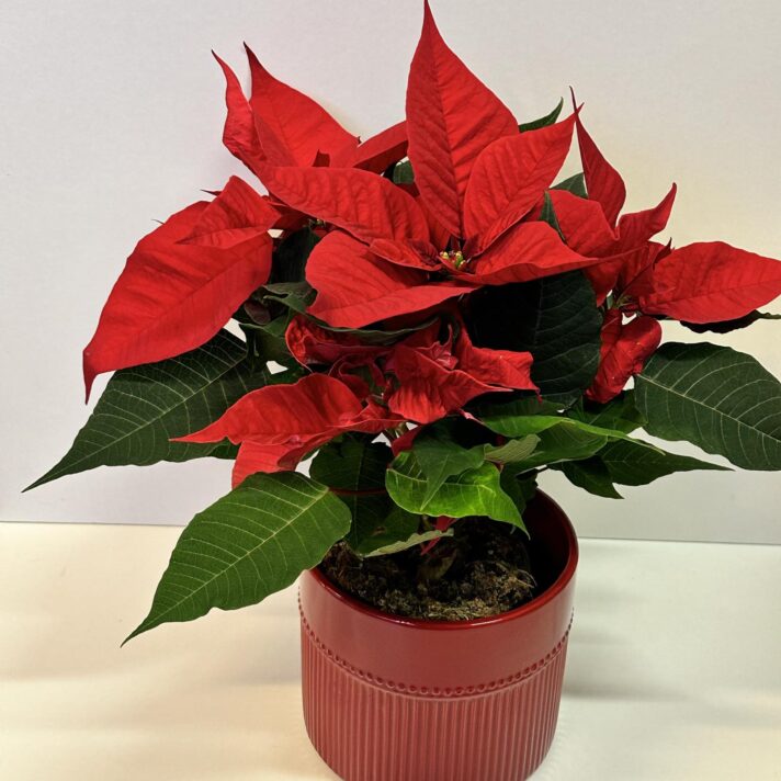 Stór Jólastjørna í reyðum potti