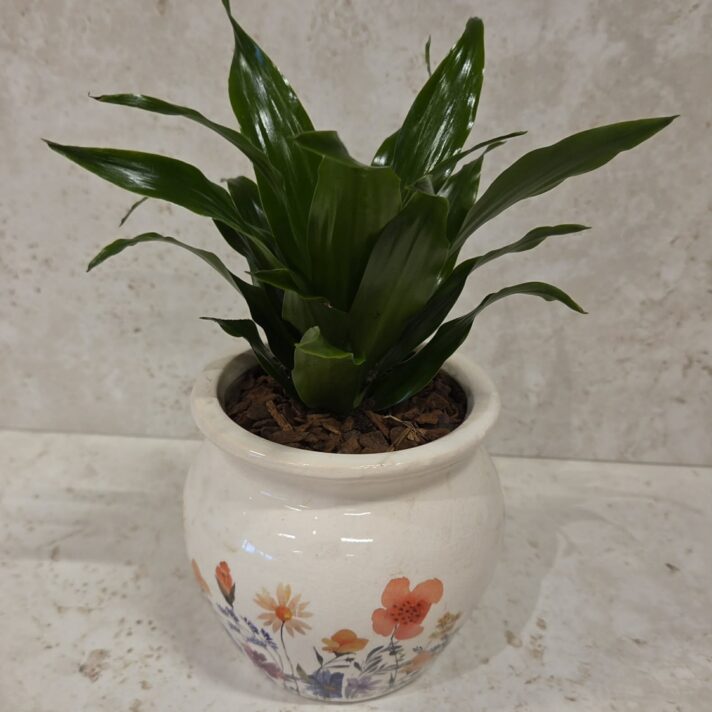Planta í blómu skjúlara