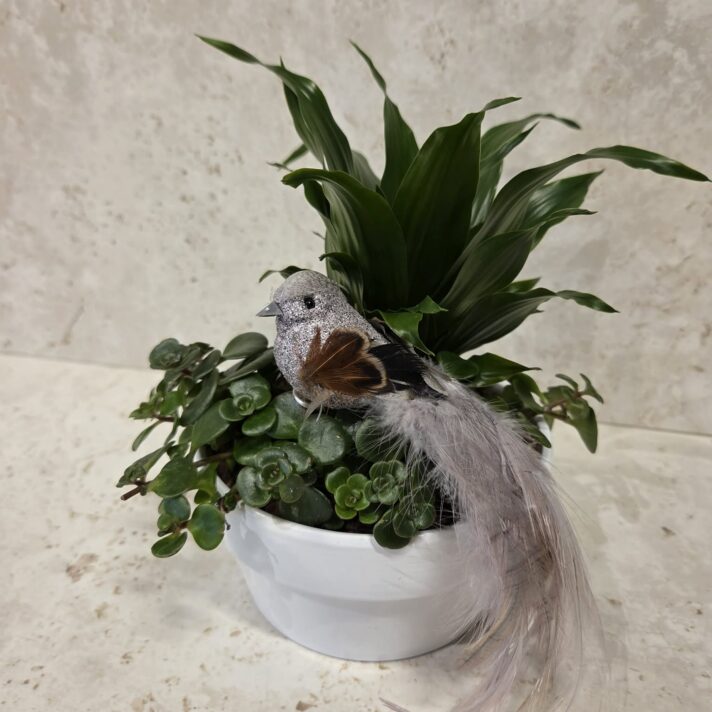 Lítil hvít samanplanting