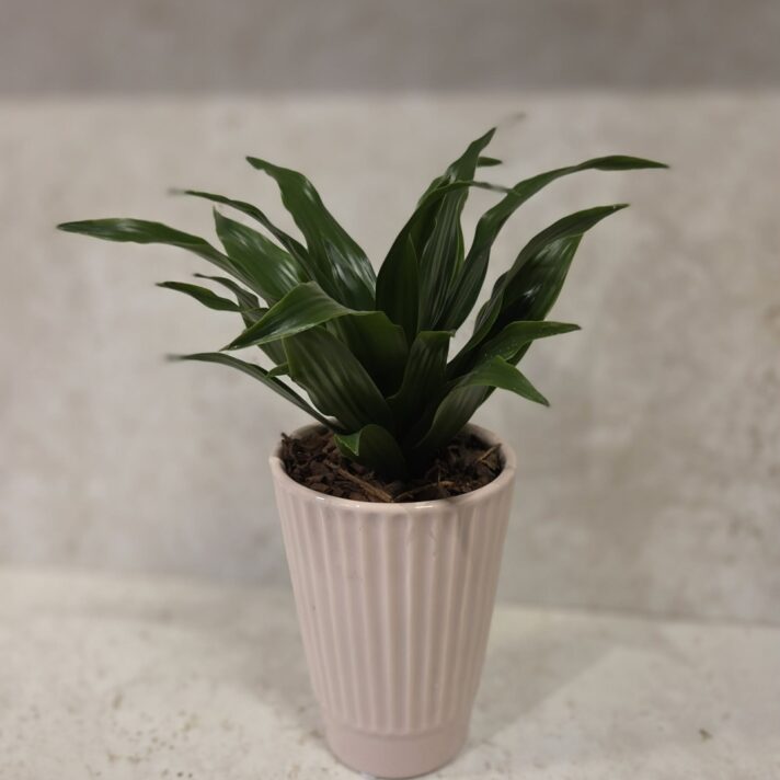 Ljósareyður pottur v/plantu