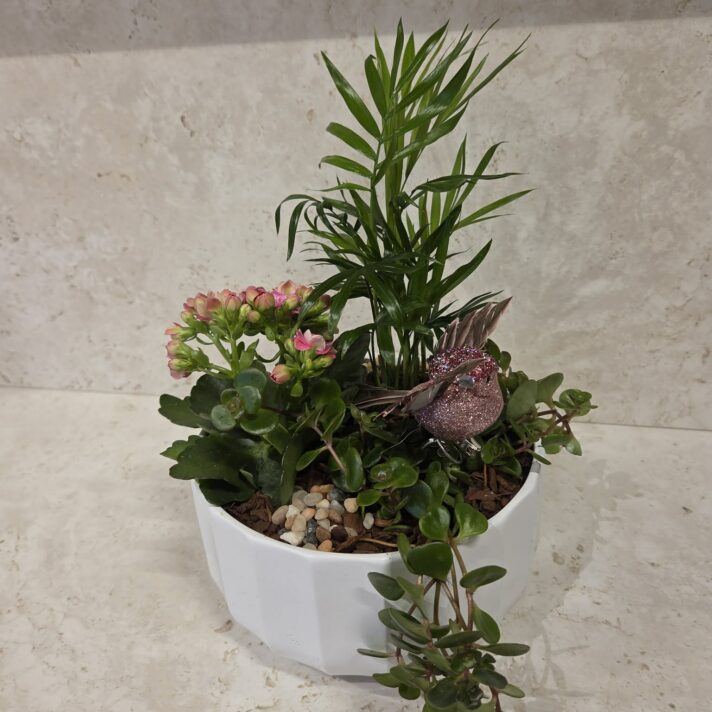 Samanplanting í stóra hvíta skál