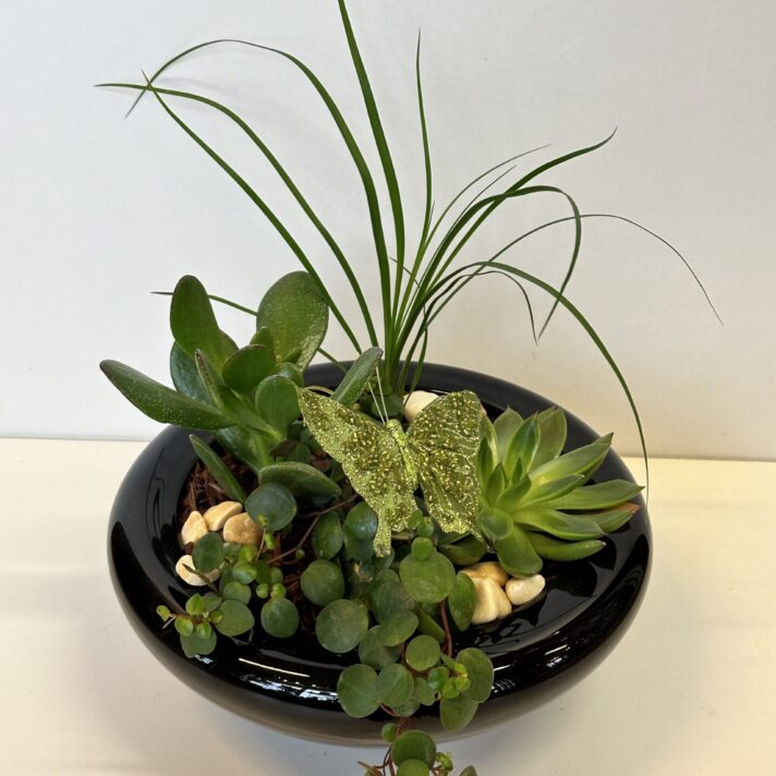Samanplantningur í svartari glas skál
