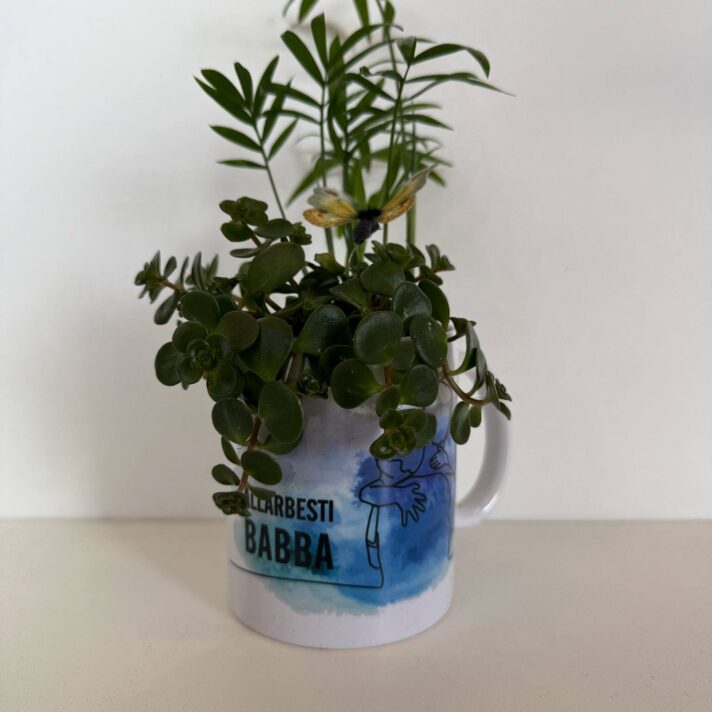 Pápa krúss við plantu