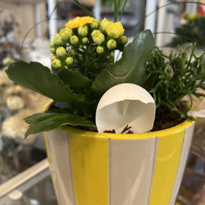 Páska samanplantning