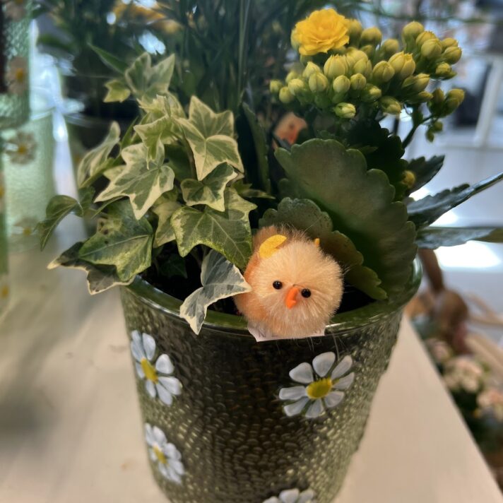 Páska samanplantning