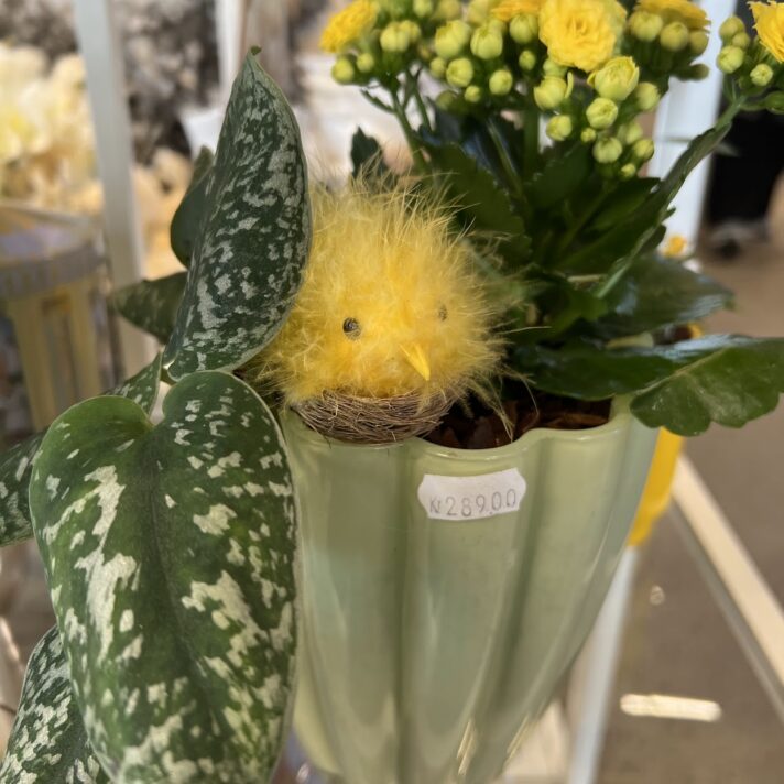 Páskasamanplantning