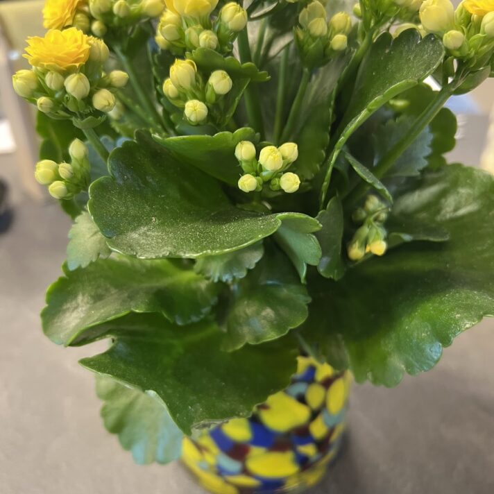 Páska planta við vøkrum glas skjúlara