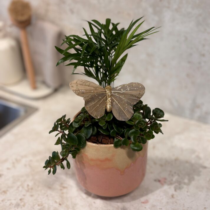 Samanplanting við firvaldi