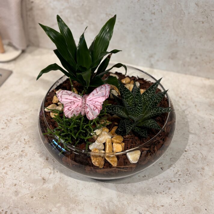 Samanplanting í glasskál við frivaldi