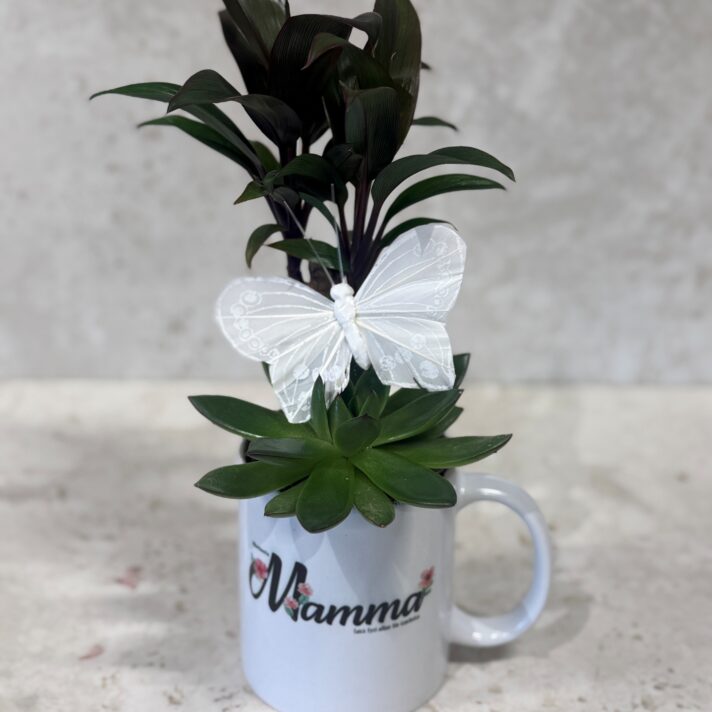 Mammukrúss við samanplanting