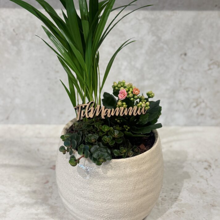 Til mammu samanplanting